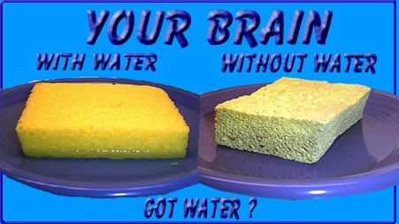 [Your Brain With Water and Without Water!]